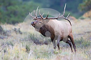 Beautiful portrait of big bull elk