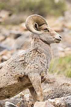 Beautiful portrait of a bighorn ram