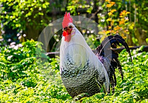 Beautiful portrait of a black and white brakel chicken, popular breed from belgium