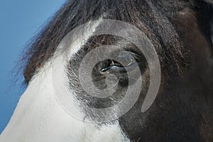 Close-up of a black and white paint horse eye