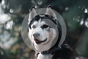 Beautiful Portrait of a black-white siberian husky dog