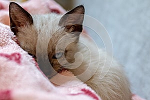 Beautiful portrait of a blue eyed Siamese cat lying on his favorite blanket , domestic cat