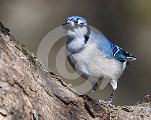 Beautiful portrait of a Blue Jay, Clarksville Tennessee