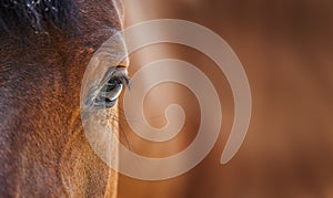 beautiful portrait of a brown arabian horse