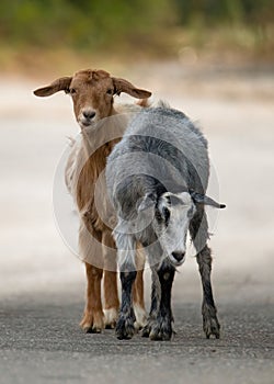 A beautiful portrait of a brown and a gray goat taking a walk on the village street