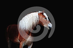 Beautiful portrait of a brown horse with a long white mane