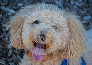 beautiful portrait of a caboodle poodle dog sitting in a Suburban Sydney park NSW Australi