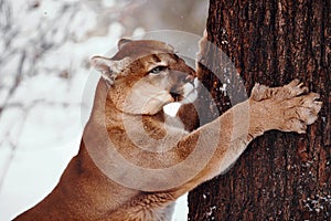 Beautiful Portrait of a Canadian Cougar. mountain lion, puma, cougar behind a tree. cougar sharpens its claws on a tree