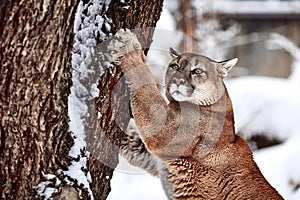 Beautiful Portrait of a Canadian Cougar. mountain lion, puma, cougar behind a tree. panther, wildlife America