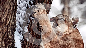 Beautiful Portrait of a Canadian Cougar. mountain lion, puma, cougar behind a tree. panther, Winter scene in the woods