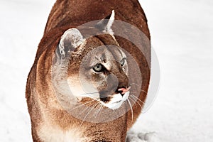 Beautiful Portrait of a Canadian Cougar. mountain lion, puma, panther, Winter scene in the woods. wildlife America