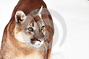 Beautiful Portrait of a Canadian Cougar. mountain lion, puma, panther, Winter scene in the woods. wildlife America