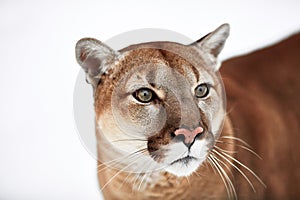 Beautiful Portrait of a Canadian Cougar. mountain lion, puma, panther, Winter scene in the woods. wildlife America