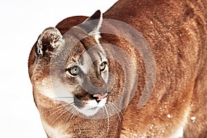 Beautiful Portrait of a Canadian Cougar. mountain lion, puma, panther, Winter scene in the woods. wildlife America