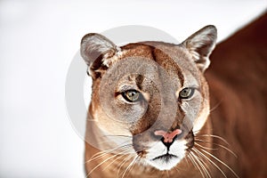 Beautiful Portrait of a Canadian Cougar. mountain lion, puma, panther, Winter scene in the woods. wildlife America