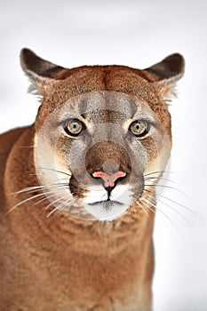 Beautiful Portrait of a Canadian Cougar. mountain lion, puma, panther, Winter scene in the woods. wildlife America