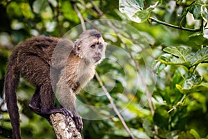 Beautiful portrait of capuchin wild monkey sitting on tree