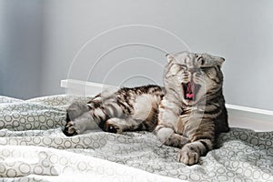 Beautiful portrait of cat yawning lying bed. Striped Scottish fold grey pet sleep. Cozy lazy morning