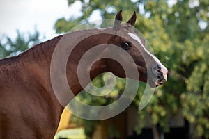 Beautiful portrait of a chestnut arabian stallion photo