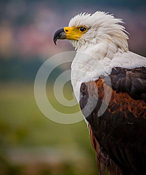 Beautiful portrait and closeup of an African Fish Eagle