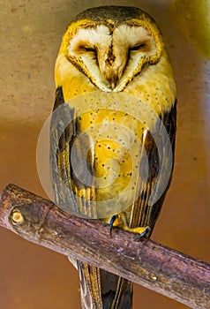 Beautiful portrait of a common barn owl, bird specie from the Netherlands