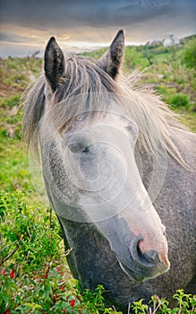 Beautiful portrait of Connemara Pony horse