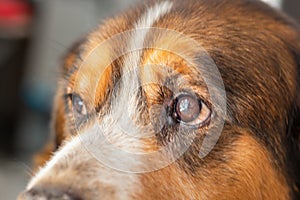 Beautiful portrait of a crossbreed dog