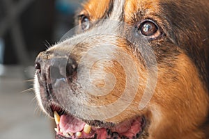 Beautiful portrait of a crossbreed dog