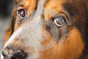 Beautiful portrait of a crossbreed dog