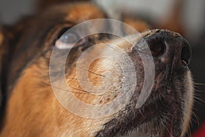 Beautiful portrait of a crossbreed dog