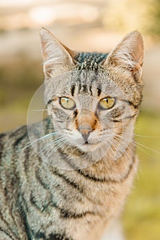 Beautiful portrait of cute animal cat with grass on background. Fluffy and purebred kitty with green eyes sitting outdoor