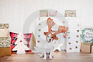 Beautiful portrait of cute jack russell dog wearing reindeer horns costume at home over christmas decoration. Christmas concept,