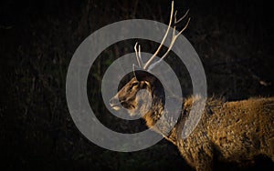 A Beautiful Portrait of the Deer against a dark background