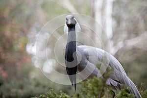 Beautiful portrait of a demoiselle crane