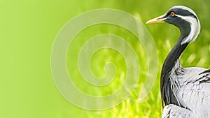 Beautiful portrait of Demoiselle Crane Grus Virgo at green smooth background and copy space, closeup, details