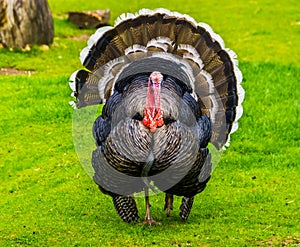 Beautiful portrait of a domestic turkey spreading its feathers, popular ornamental bird specie, animal farm pet from Mexico and