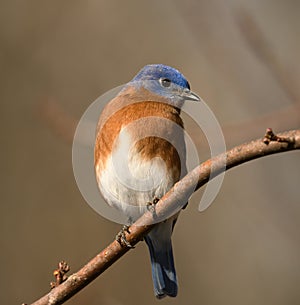 Beautiful portrait of an Eastern Bluebird, Clarksville Tennessee