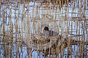 A beautiful portrait of an eurasian coot nesting in the lake