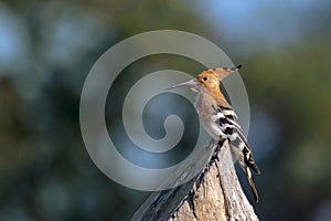 beautiful portrait of Eurasian hoopoe