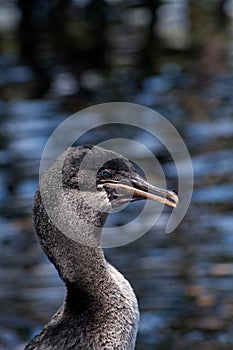 Beautiful portrait of flightless cormorant the