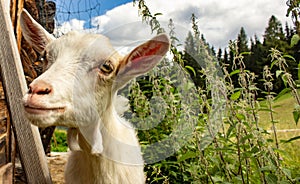 A beautiful portrait of a goat, curious approaches the goal to be immortalized, mountain, nature, goats.