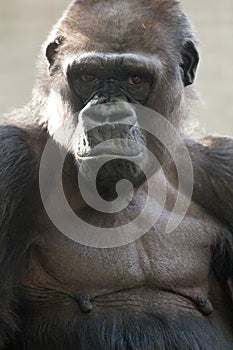 Beautiful Portrait of a Gorilla. Male gorilla on black background, severe silverback anthropoid ape