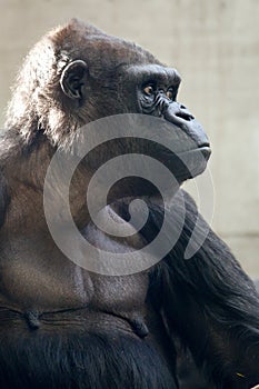 Beautiful Portrait of a Gorilla. Male gorilla on black background, severe silverback anthropoid ape