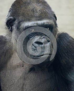Beautiful Portrait of a Gorilla. Male gorilla on black background, severe silverback anthropoid ape