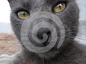 Beautiful portrait of gray cat face in the foreground