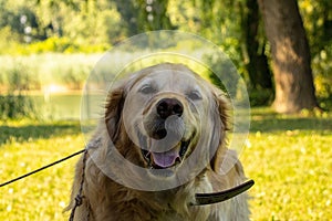 Beautiful portrait of a happy golden retriver in the park