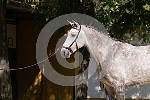 Portrait of the head of a hispano arabian horseBeautiful portrait of a hispano arabian horse in Spain photo