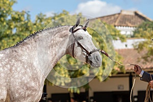 Beautiful portrait of a hispano arabian horse in Spain