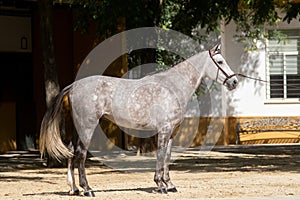 Beautiful portrait of a hispano arabian horse in Spain