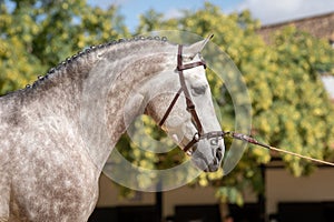 Beautiful portrait of a hispano arabian horse in Spain photo